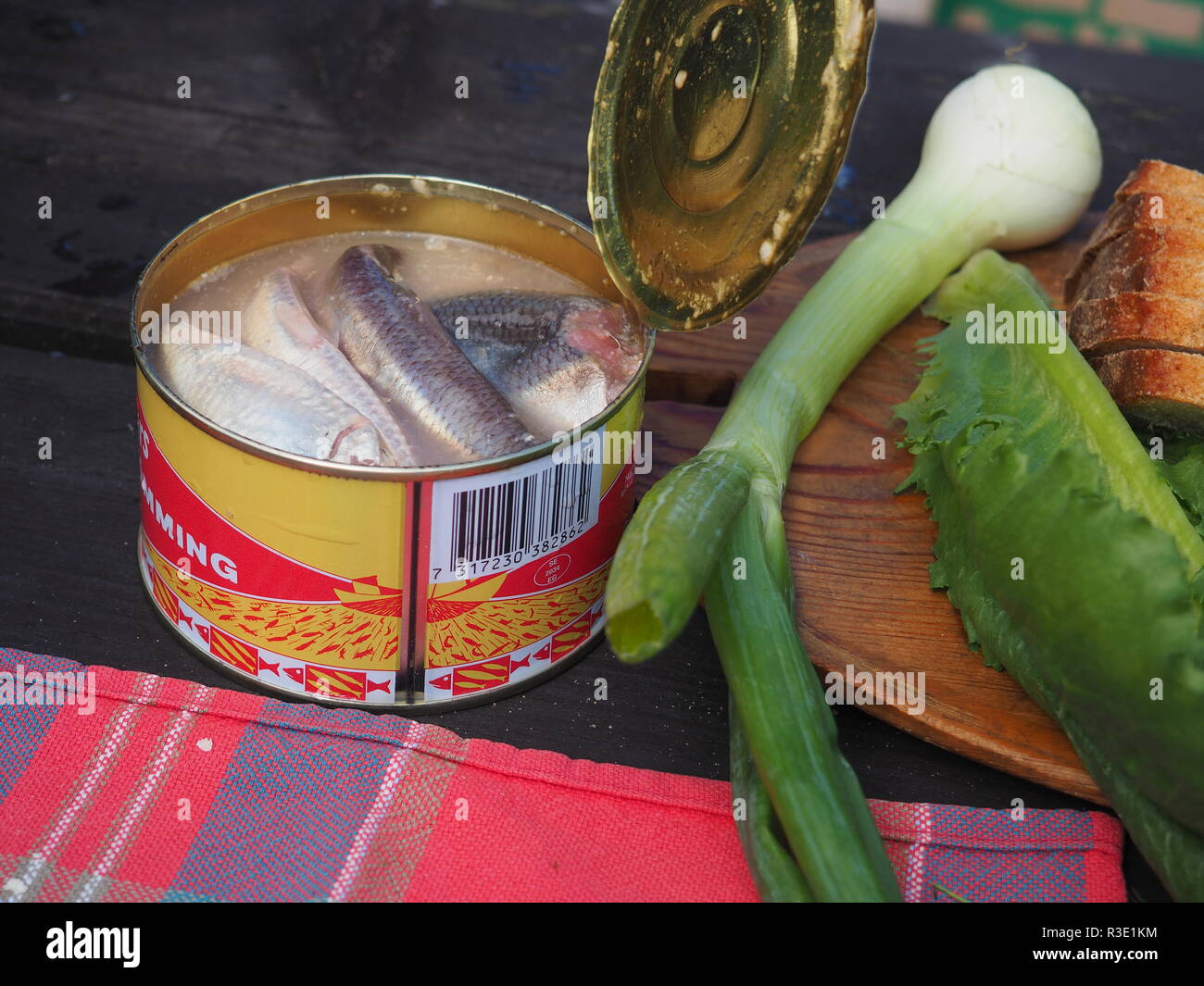 Geöffnet von surströmming in Salzlake mit Frühlingszwiebeln Stockfoto