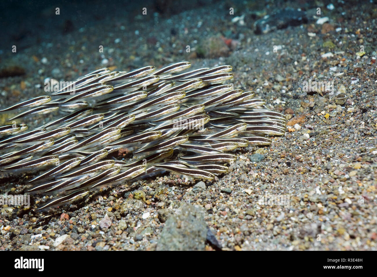 Gestreiften Wels [Plotosus Lineatus] Schule Fütterung am Meeresboden.  West-Papua, Indonesien. Stockfoto
