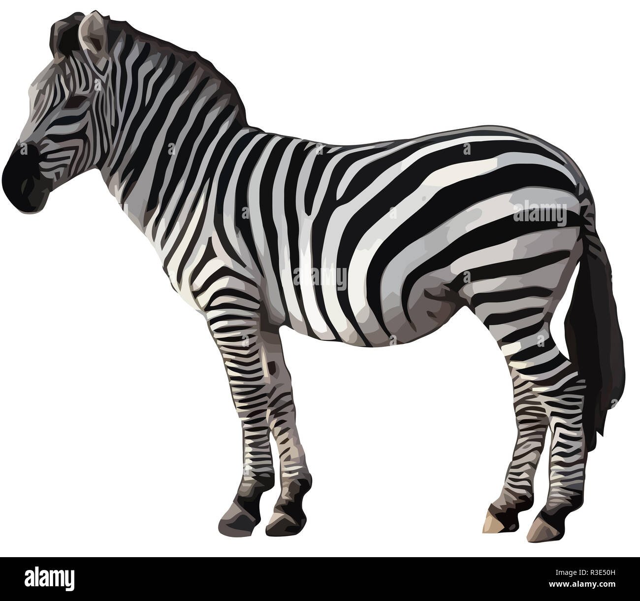 Zebra Tier Dschungel Wildtiere Afrikas Exotische Fell Streifen Abbildung Stockfotografie Alamy