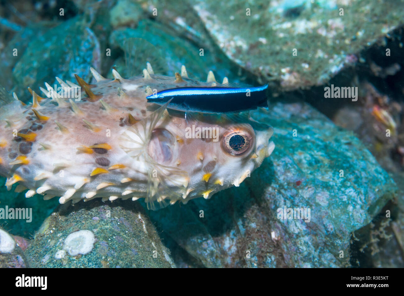 Orbicular burrfish oder Shortspine porcupinefish [Cyclichthys orbicularis] mit einem Bluestreak cleaner Wrasse [Lutjanus dimiditatus]. Ambon, Indonesien. Stockfoto