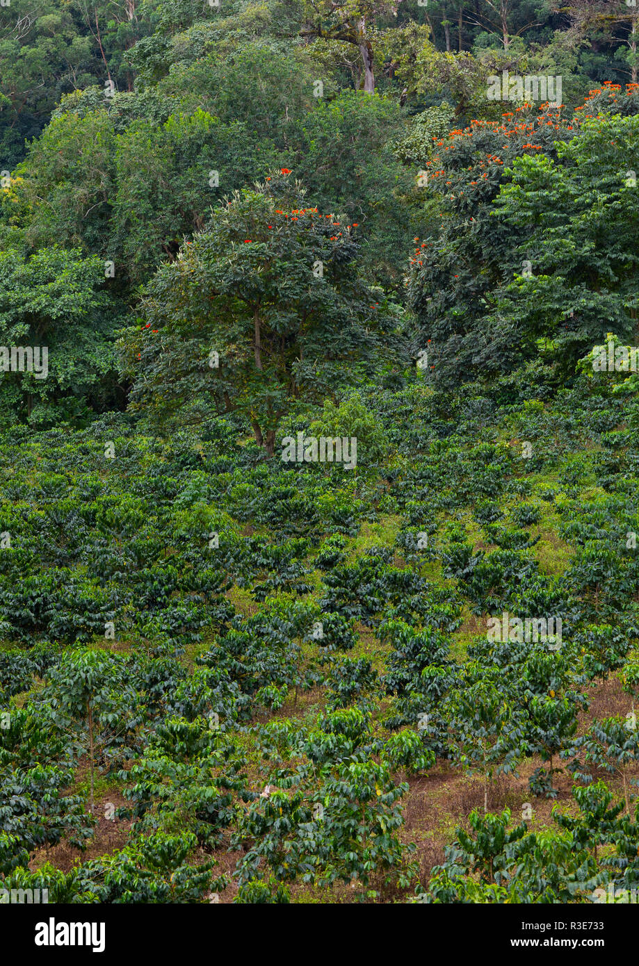 Coffee Plantation, Sitzbank Maji, Mizan Teferi, Äthiopien Stockfoto