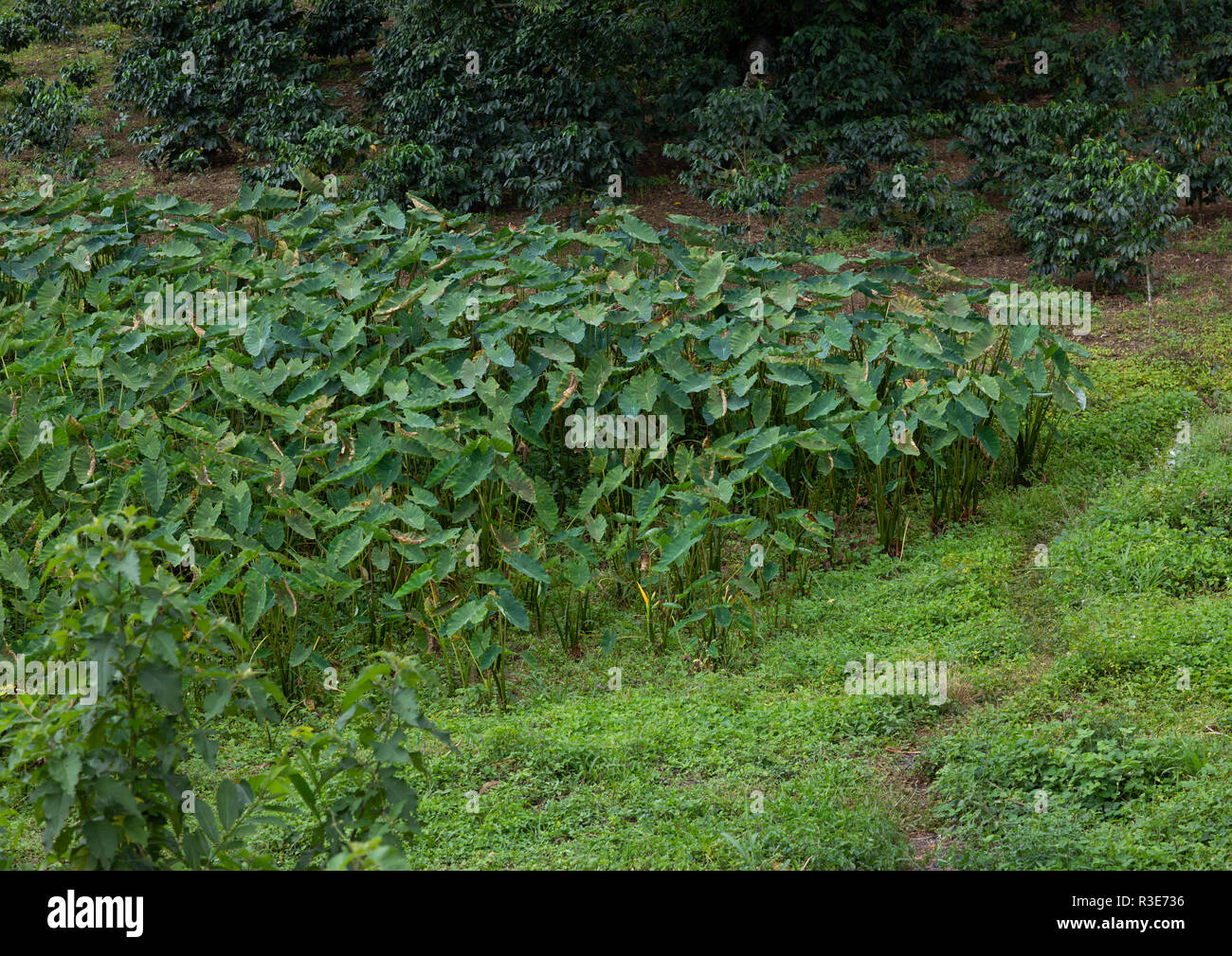 Godere colocasia antiquoum Feld, Sitzbank Maji, Mizan Teferi, Äthiopien Stockfoto