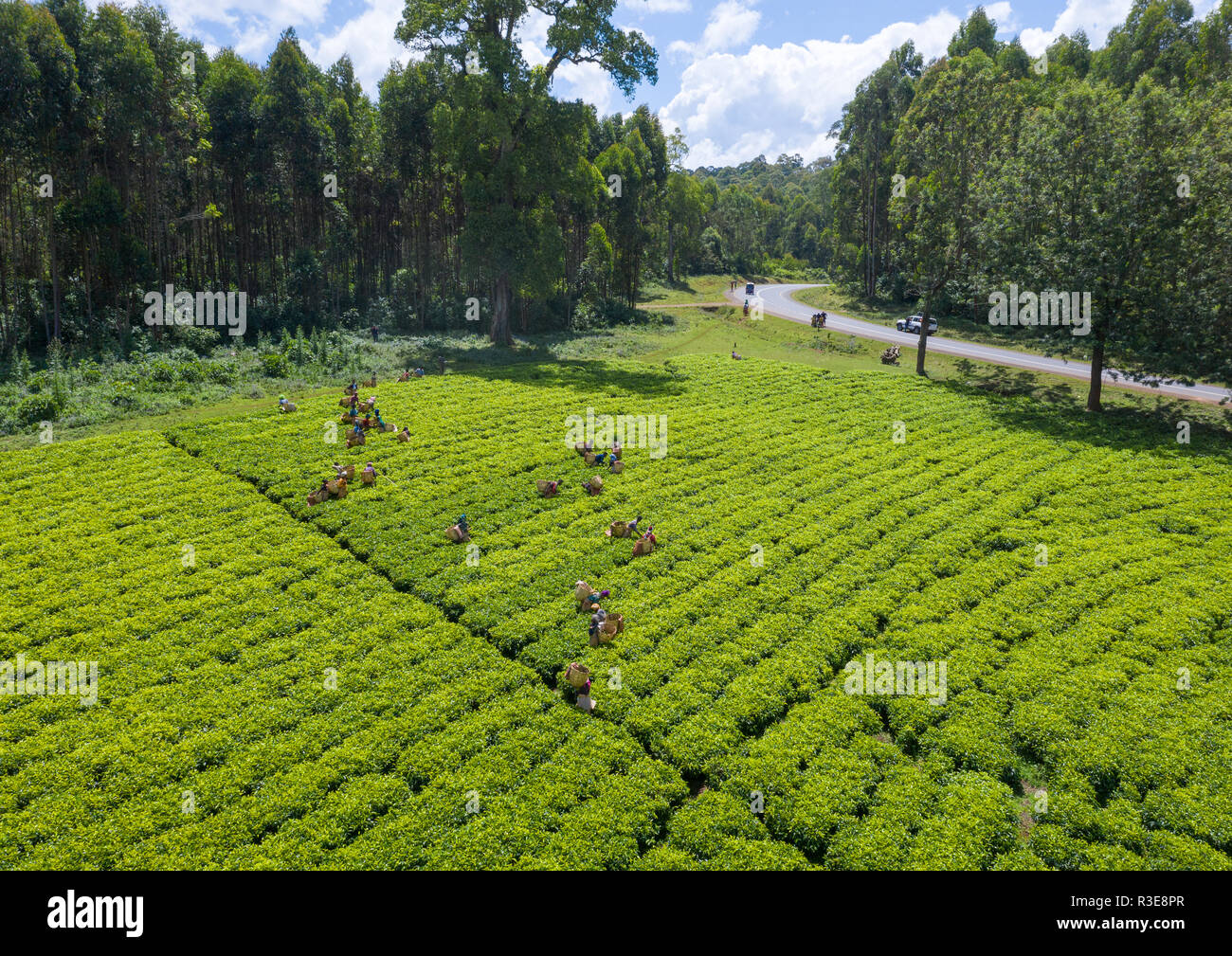 Luftaufnahme von Menschen in Äthiopien an der grünen Tee Plantage arbeiten, Keffa, Bonga, Äthiopien Stockfoto