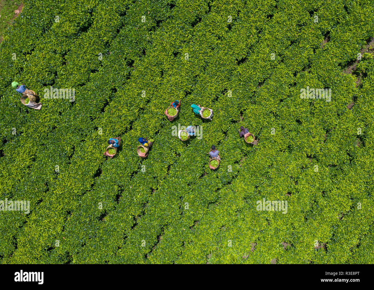 Luftaufnahme von Menschen in Äthiopien an der grünen Tee Plantage arbeiten, Keffa, Bonga, Äthiopien Stockfoto