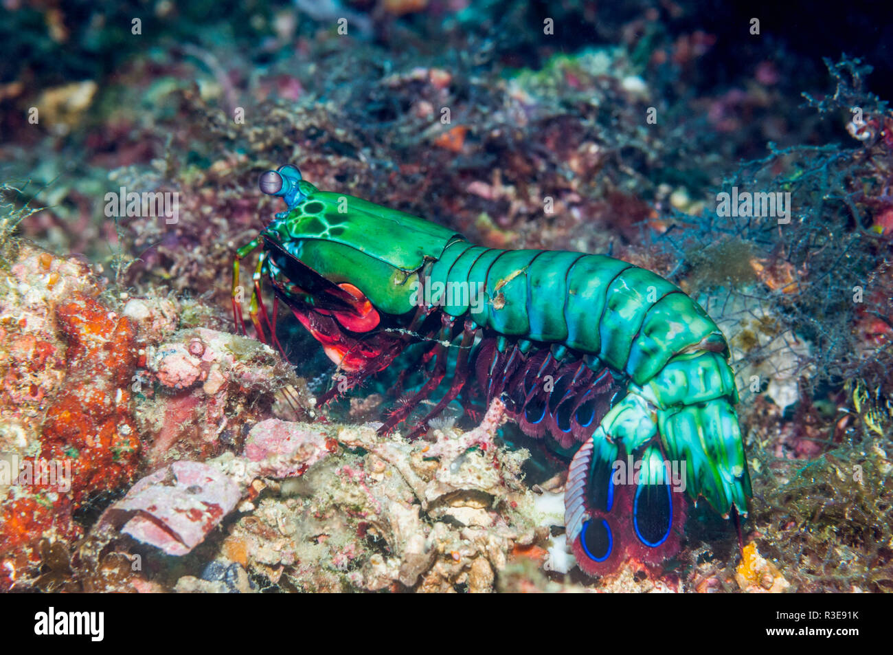 Peacock mantis Shrimp [Odontodactylus scyllarus] auf gehen Sie etwa auf Korallenriff. Puerto Galera, Philippinen. Stockfoto