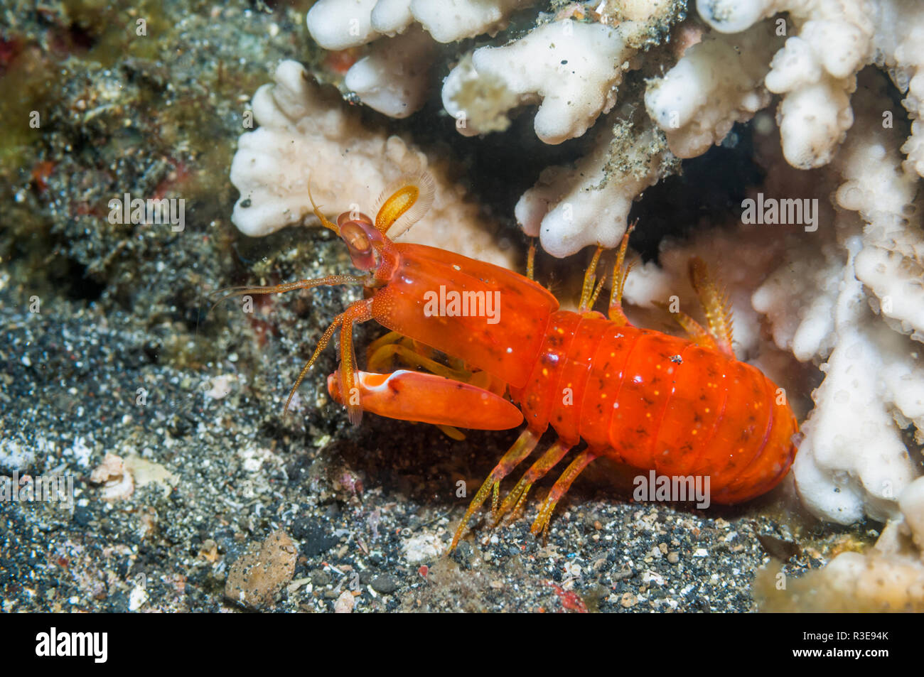 Spearing mantis Shrimp [Ditosquilla Meilen]. Lembeh Strait, Nord Sulawesi, Indonesien. Stockfoto