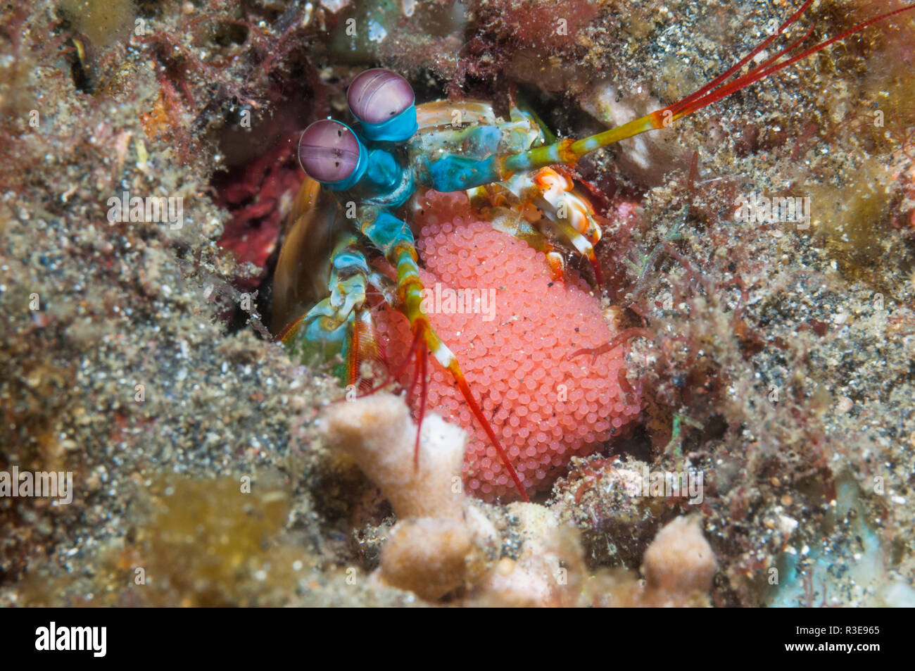 Mantis shrimp [Odontodactylus scyallarus] Eier bewachen. Lembeh Strait, Nord Sulawesi, Indonesien. Stockfoto