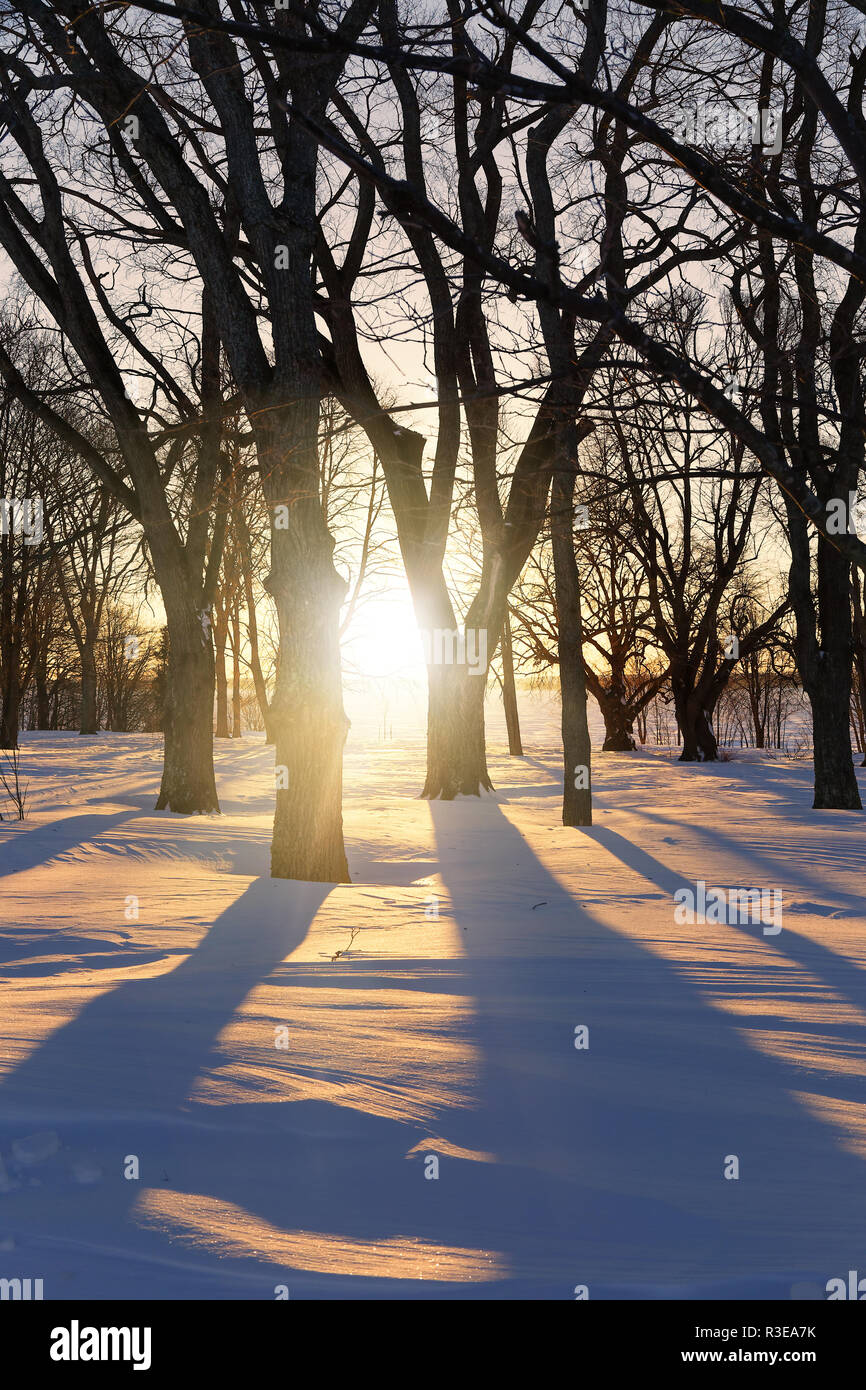 Sonne scheint durch den Winter Bäume werfen lange Schatten. Stockfoto