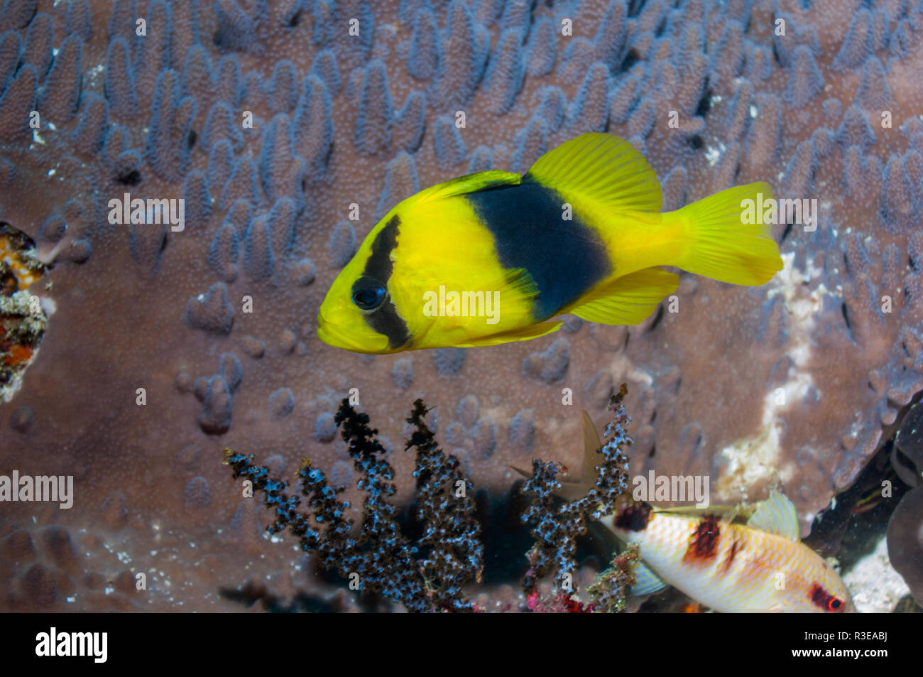 Zwei Bändern [soapfish Diploprion bifasciatum]. West Papua, Indonesien. Stockfoto