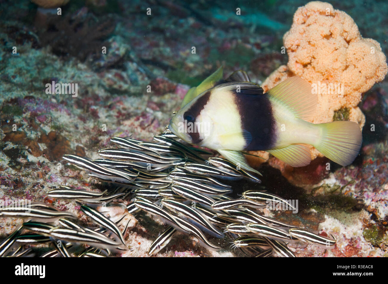 Zwei Bändern [soapfish Dipoprion bifasciatum] in Verbindung mit einer Schule der gesäumt Wels (Plutosus lineatus). Stockfoto