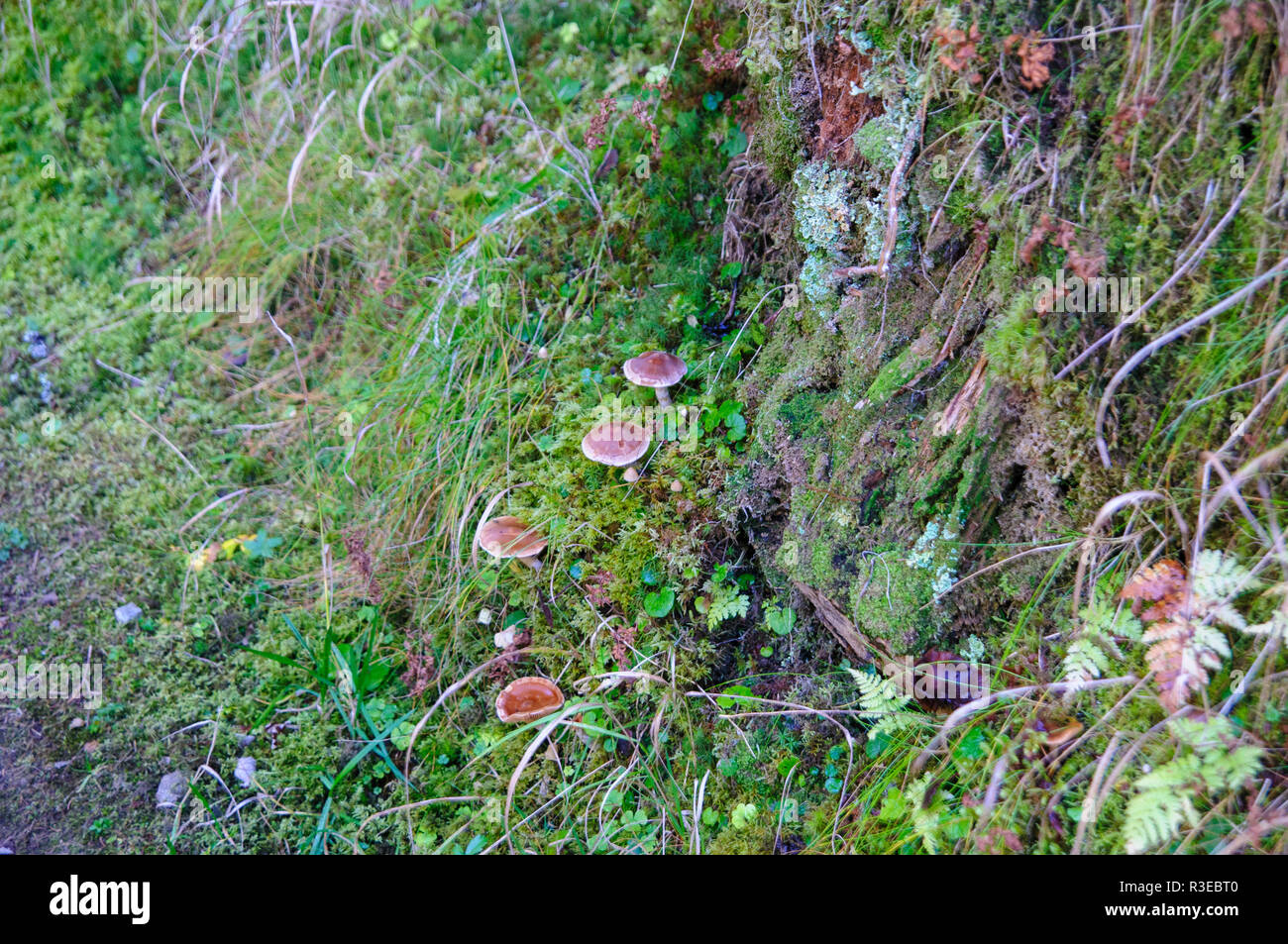 Fliegenpilz wächst auf einem Waldboden. Auf Berg Elfer, Stubaital, Tirol, Österreich fotografiert. Stockfoto