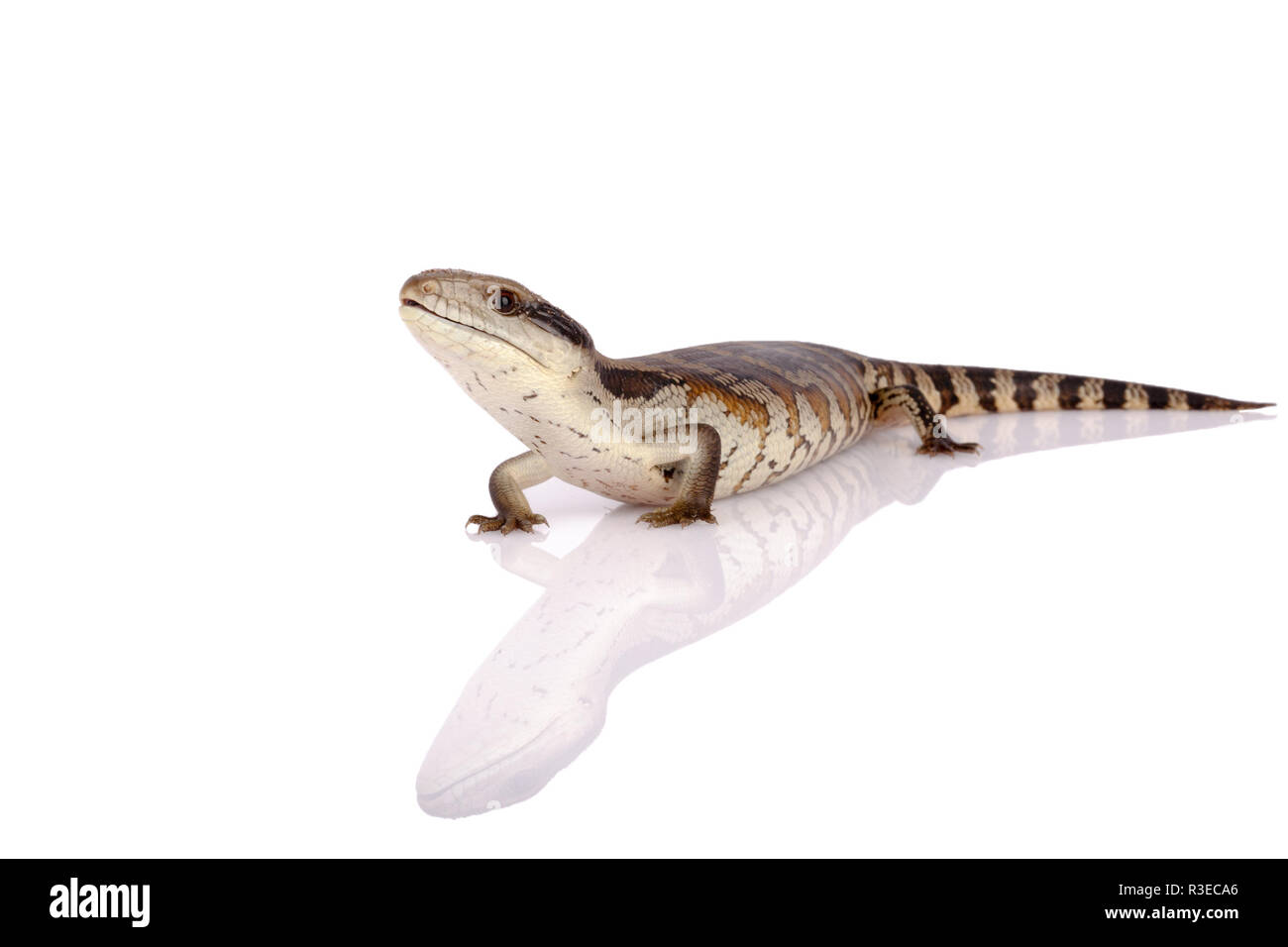 Australische Jugendliche Eastern Blue Tongue Lizard isoliert Reflexion und Nahaufnahme auf der Suche nach Sicherheit auf reflektierende weiße Perspex base Metapher für sichere Stockfoto