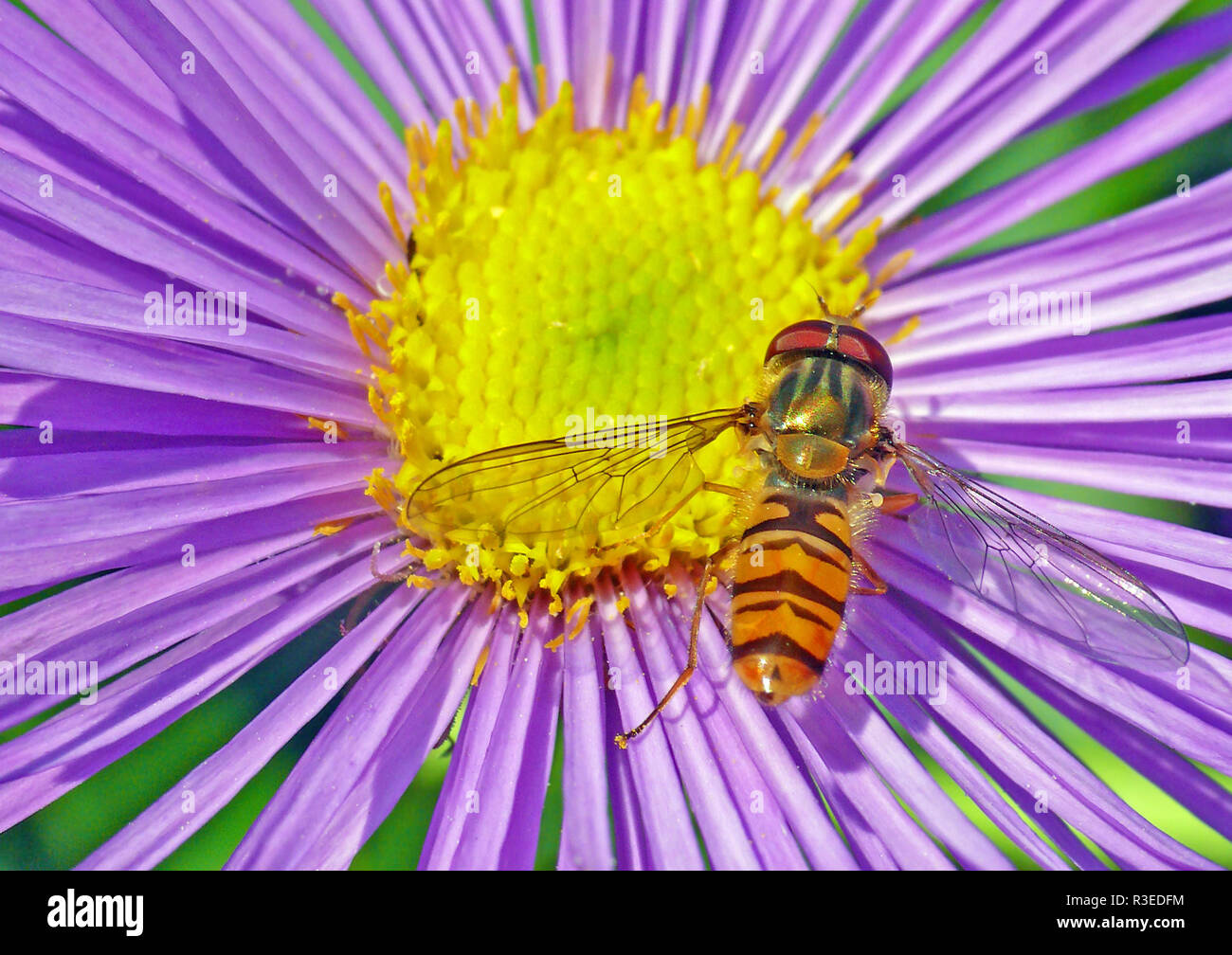 Episyrphus balteatus hainschwebfliege Stockfoto