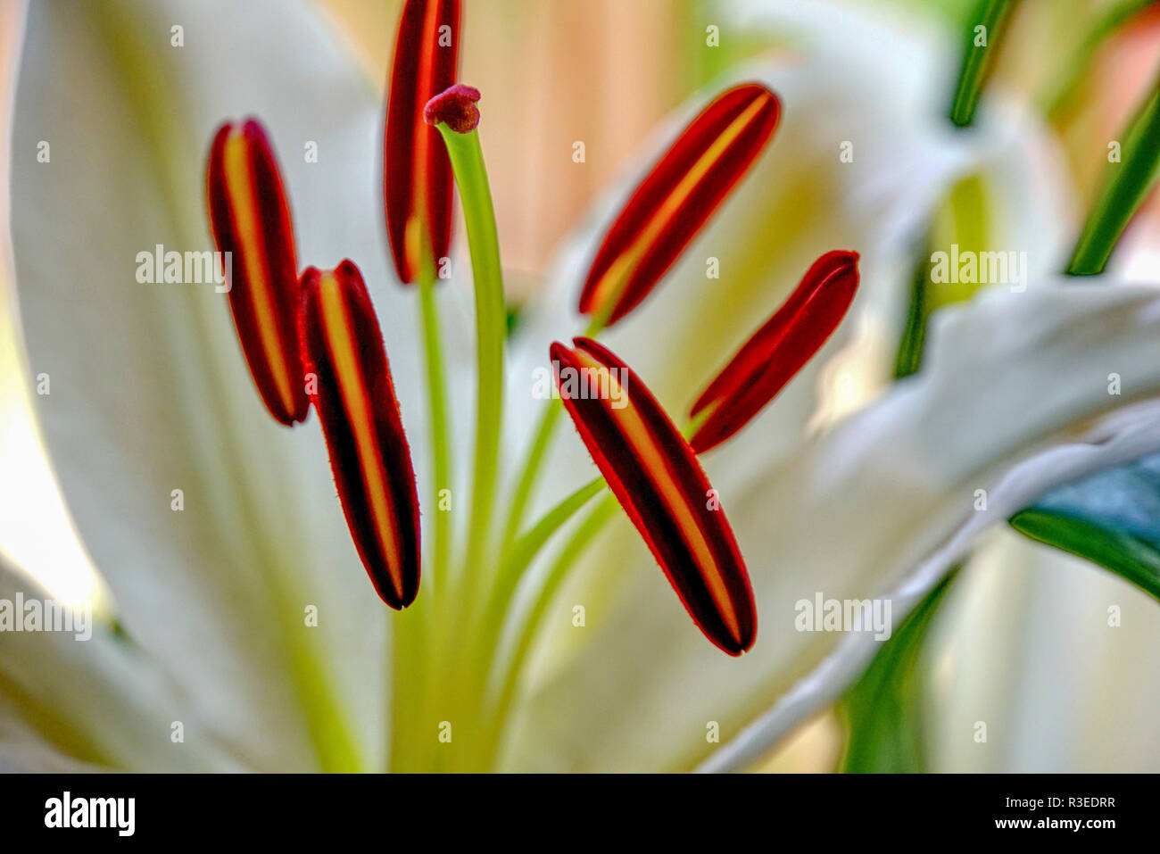 Staubgefäße einer Hippeastrum mit weißen Fäden und prominenten Antheren mit Pollen Stockfoto