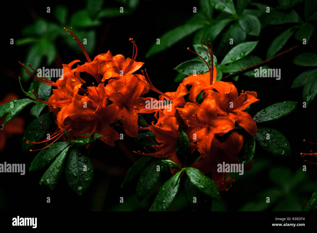 Orange lebendige Blumen bedeckt mit Wasser in Azaleadalen, Göteborg, Schweden Stockfoto