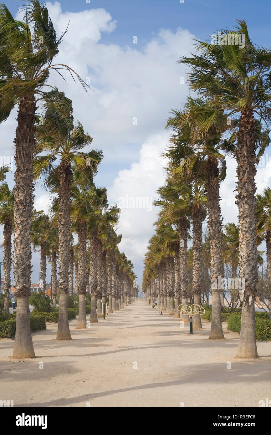 Palmen Allee am Strand von Valencia, Spanien Stockfoto