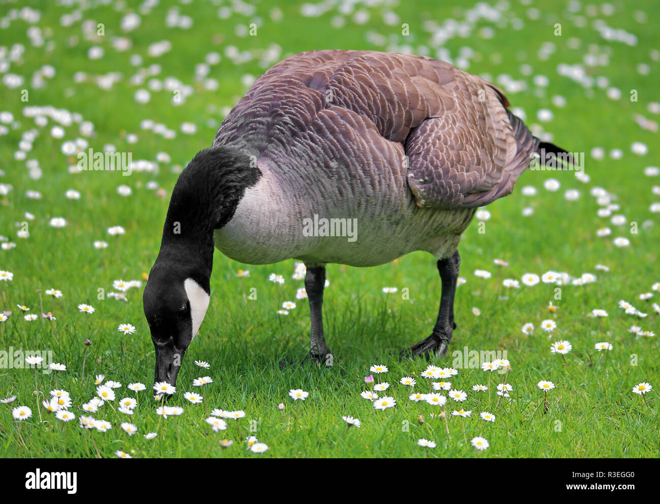 Kanada Gans an gÃ¤nseblÃ¼mchenwiese Stockfoto