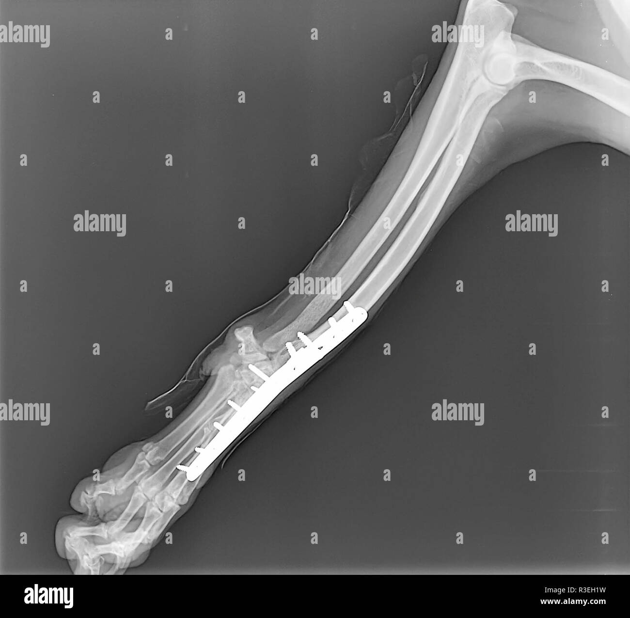 X-Ray ist ein Hund der vorderen rechten Bein mit einer tierärztlichen Chirurgie. Metall Halterung und Schrauben gesehen werden kann Stockfoto