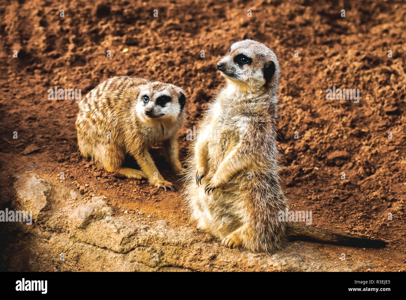 Zwei Erdmännchen, die aus einem Felsen im Zoo von Auckland, Neuseeland, 2017, schauen Stockfoto