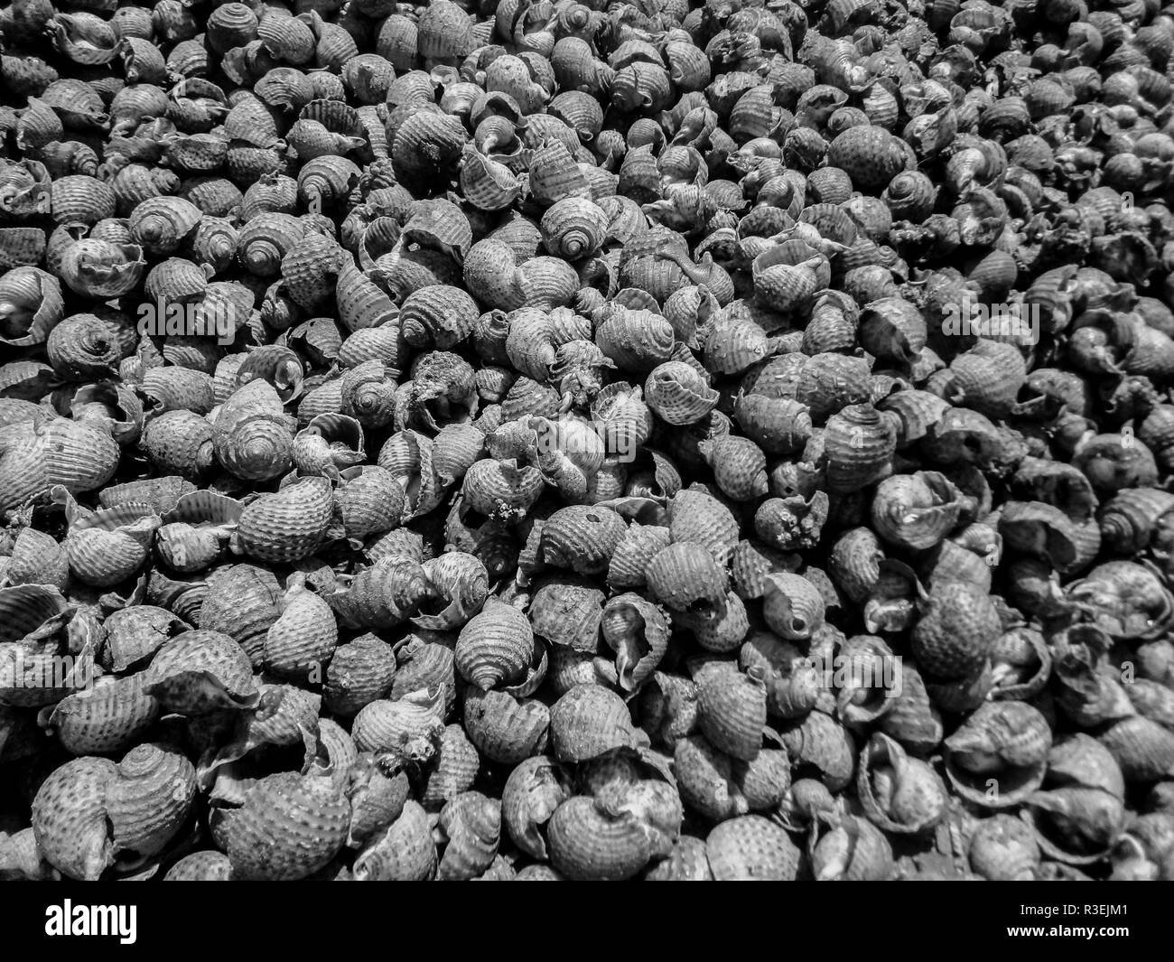 Abstrakte Textur von schwarzen und weißen Muscheln an einem Strand in Vietnam, Asien Stockfoto