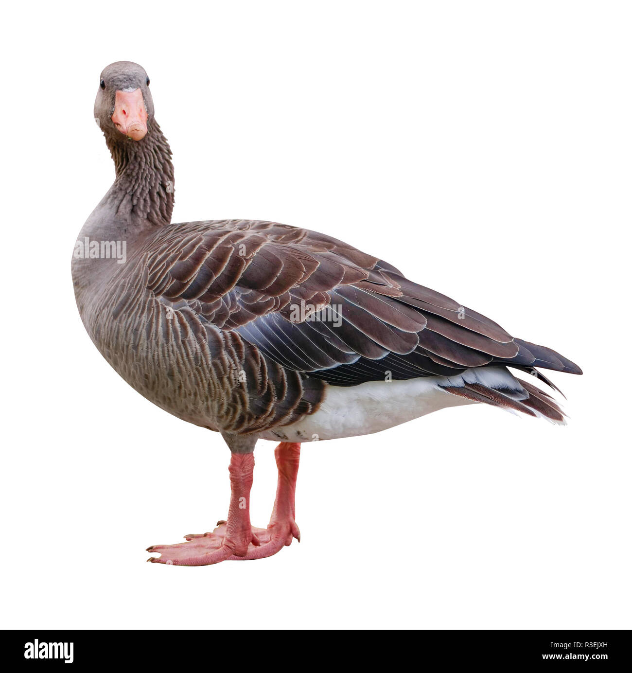 Eine graue Gans isolades auf weißem Hintergrund Stockfoto