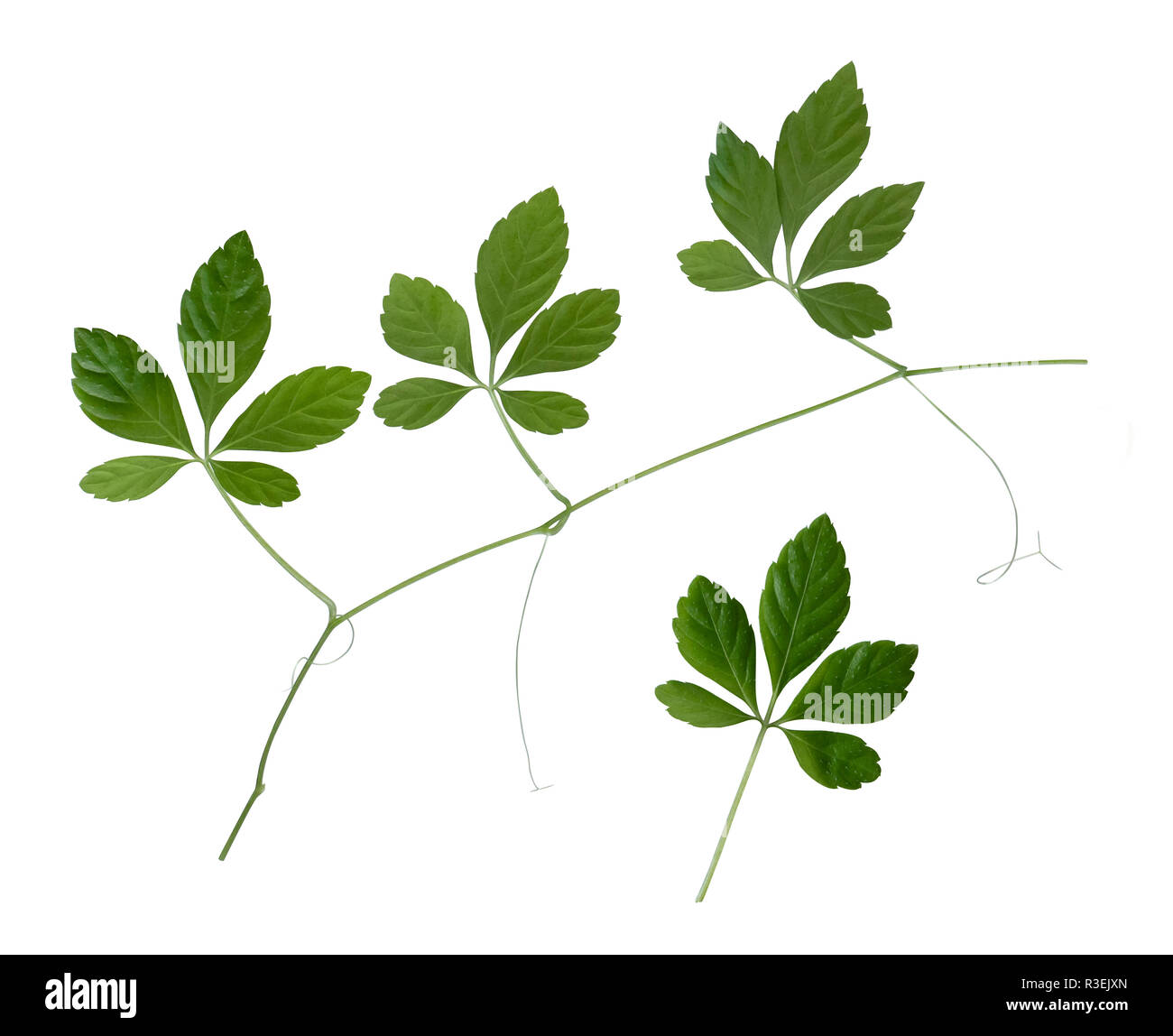 Ein jiaogulan Pflanze mit einigen grünen Blättern Stockfoto