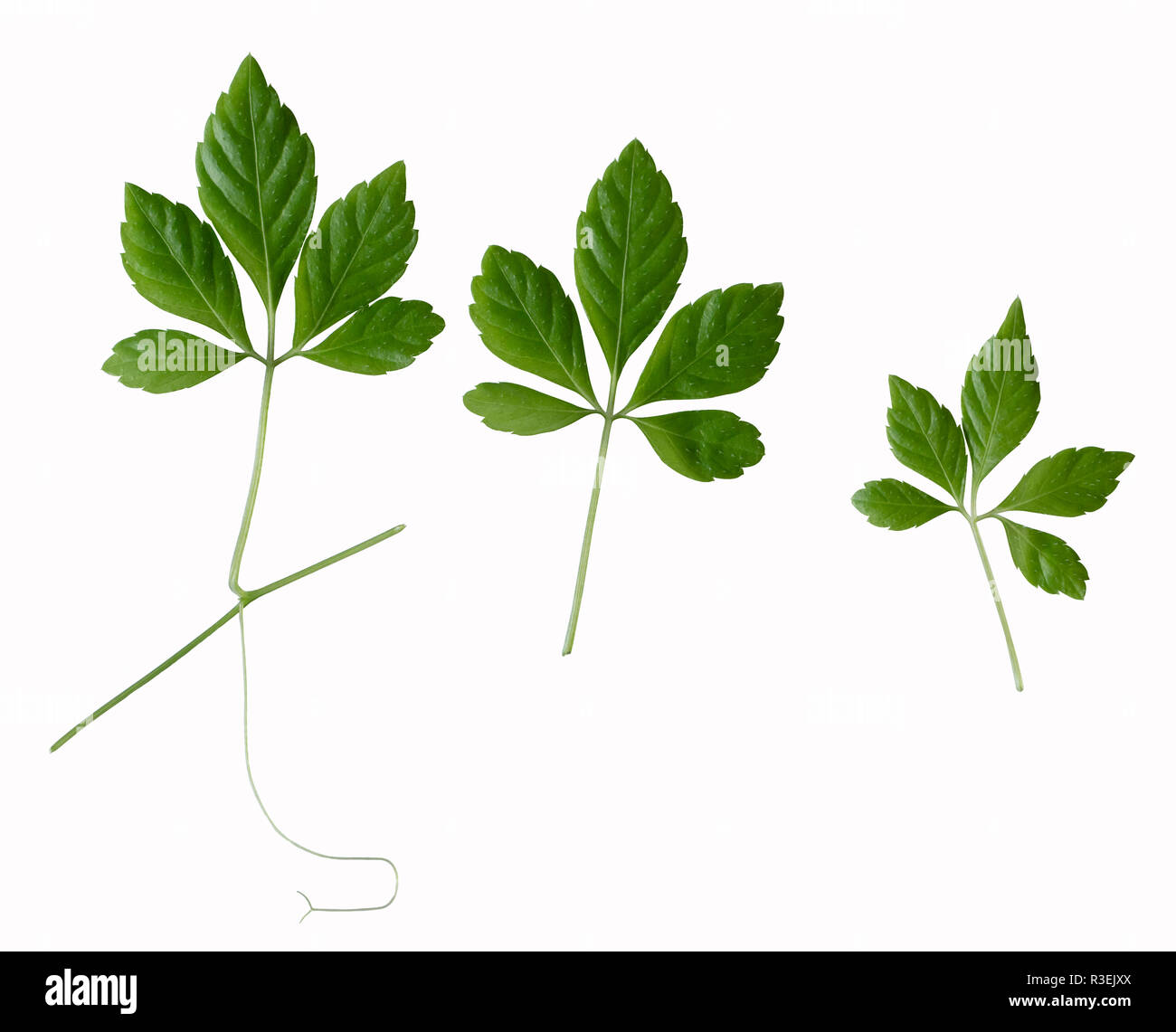 Ein jiaogulan Pflanze mit einigen grünen Blättern Stockfoto