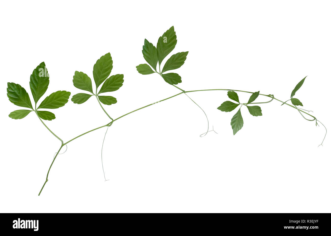 Ein jiaogulan Pflanze mit einigen grünen Blättern Stockfoto