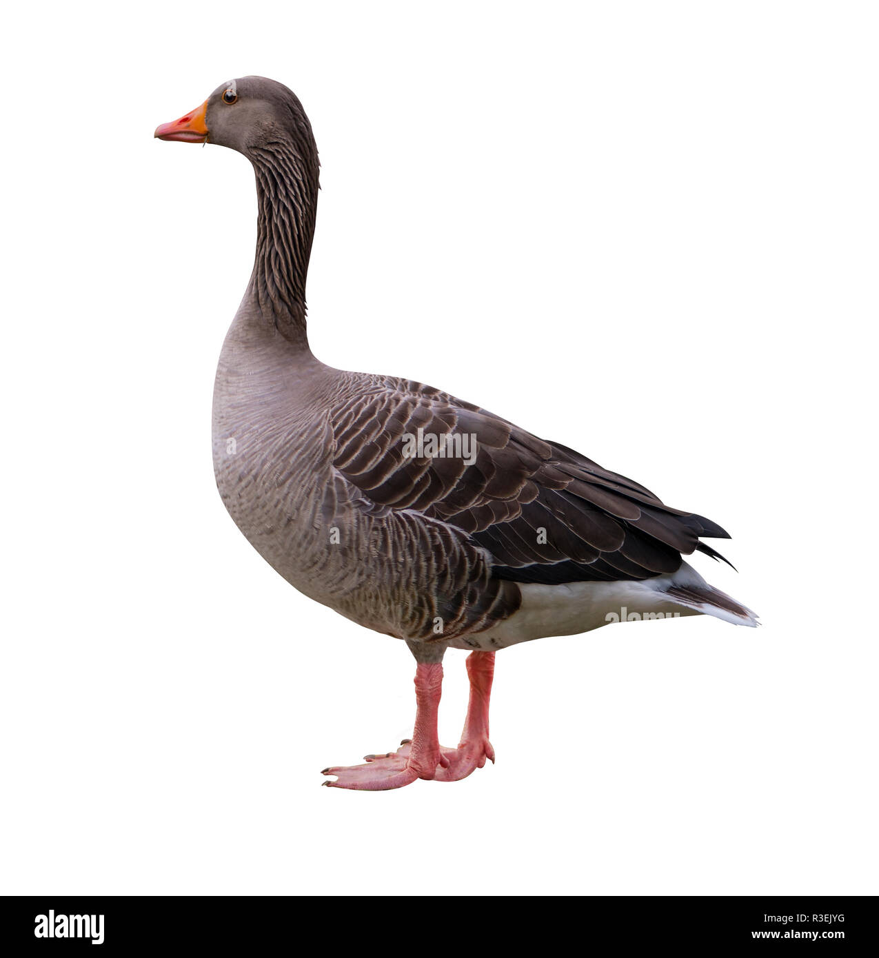 Eine graue Gans isolades auf weißem Hintergrund Stockfoto