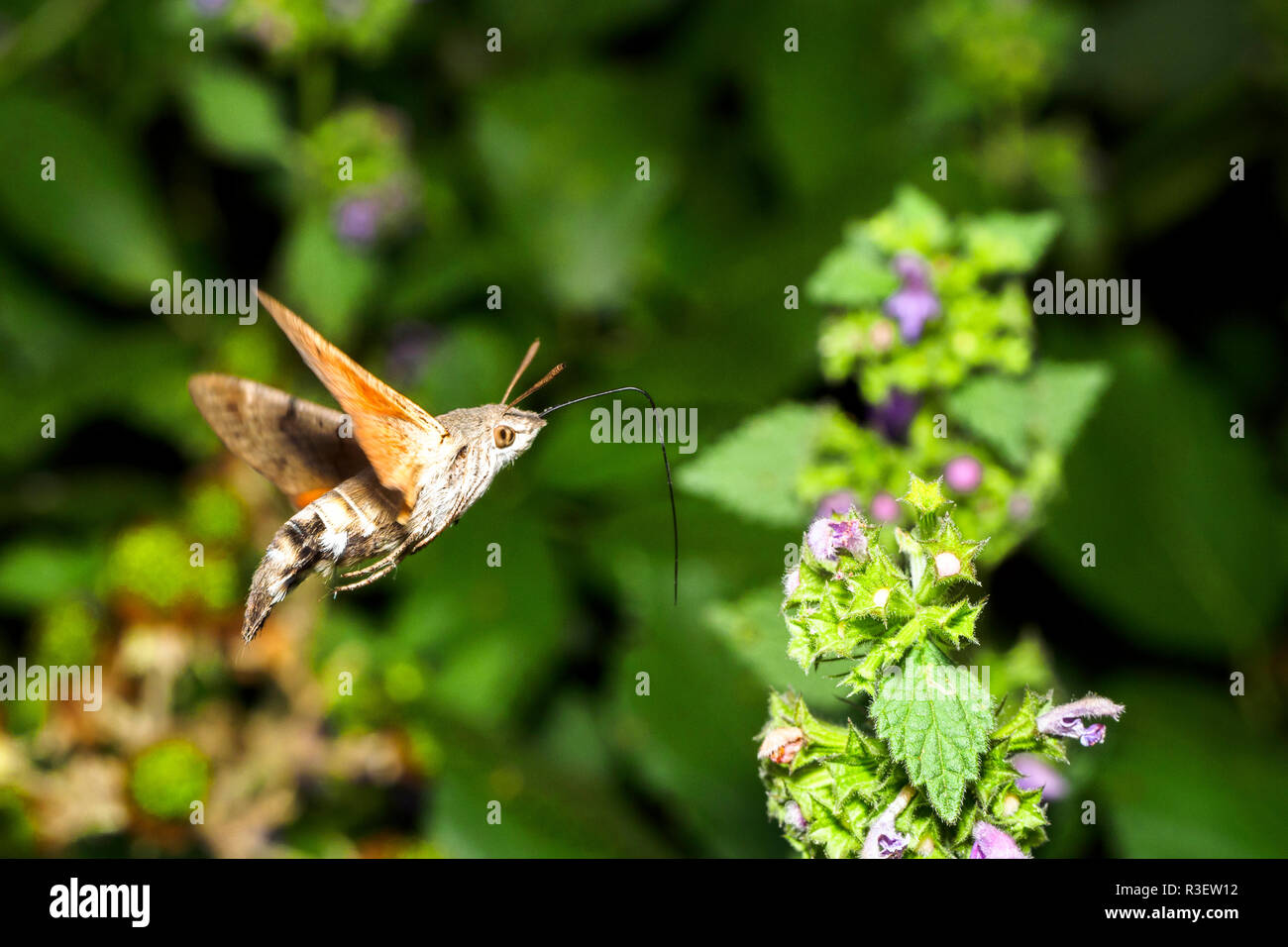 Hummingbird Hawk-moth (Macroglossum stellatarum) - Italien Stockfoto