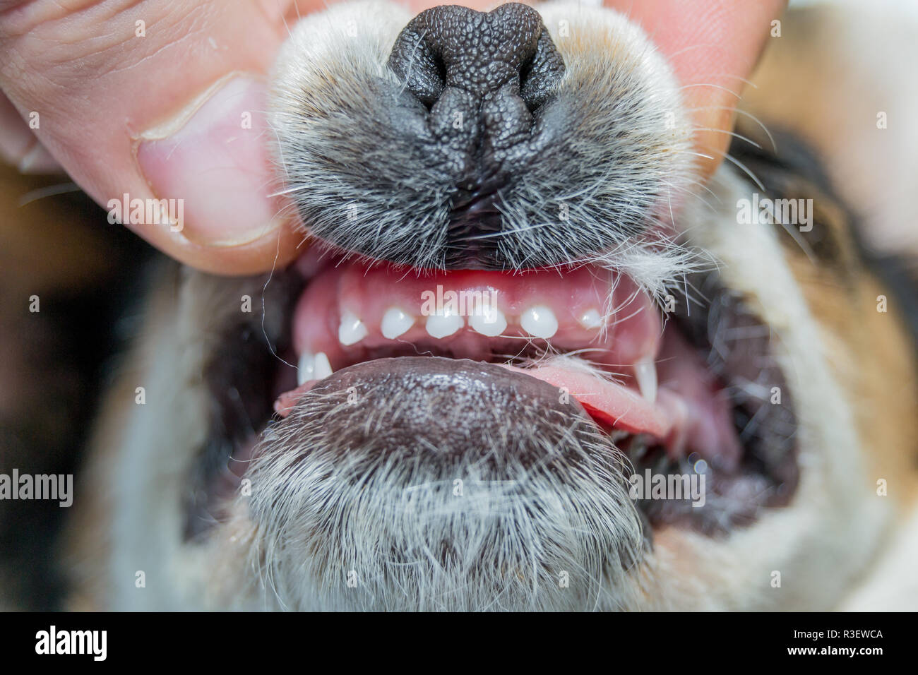 Junger Hund ändern Zähne mit 4 Monaten Stockfoto