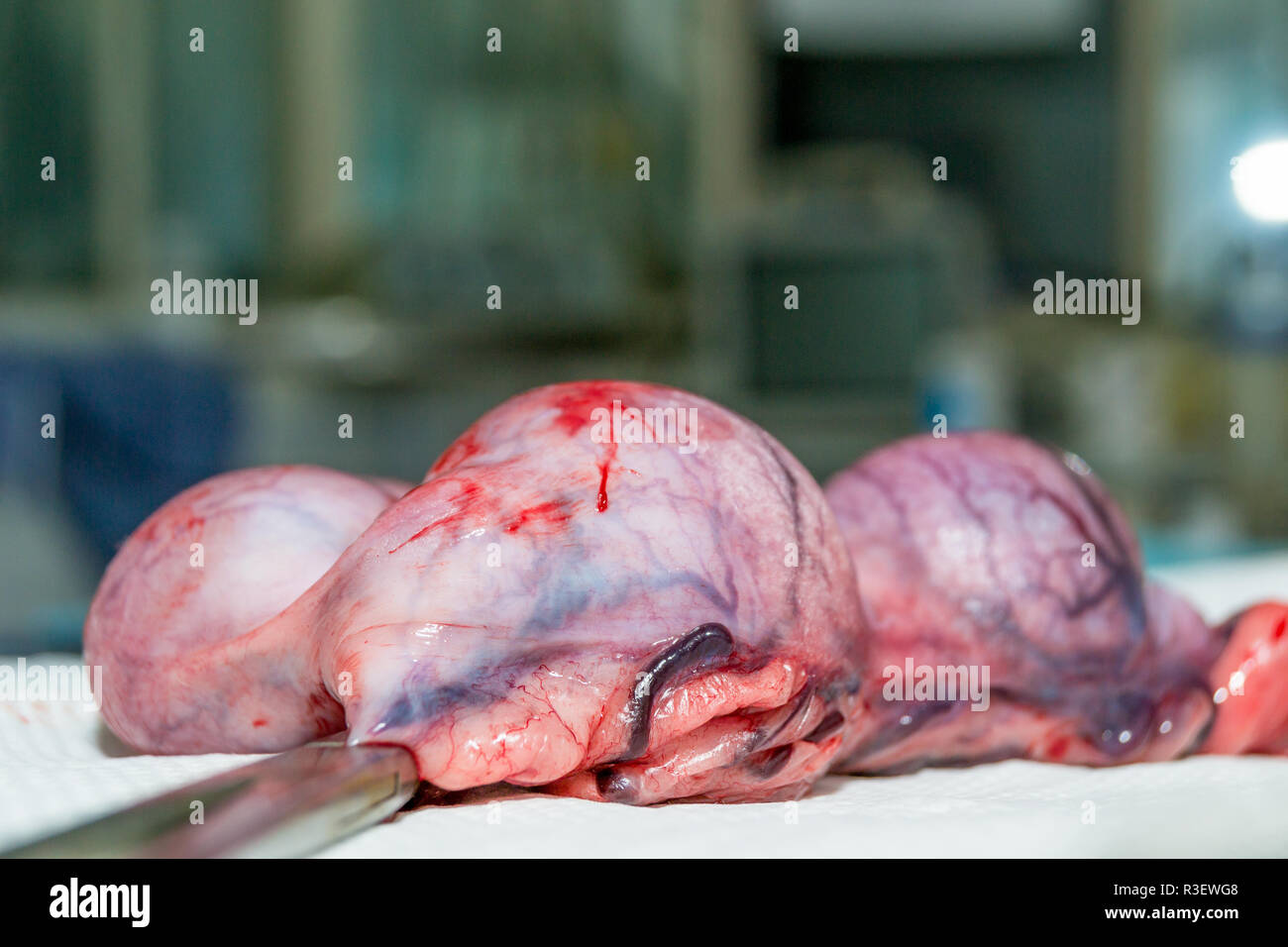 Hündin Gebärmutter und Eierstöcke entfernen Stockfoto