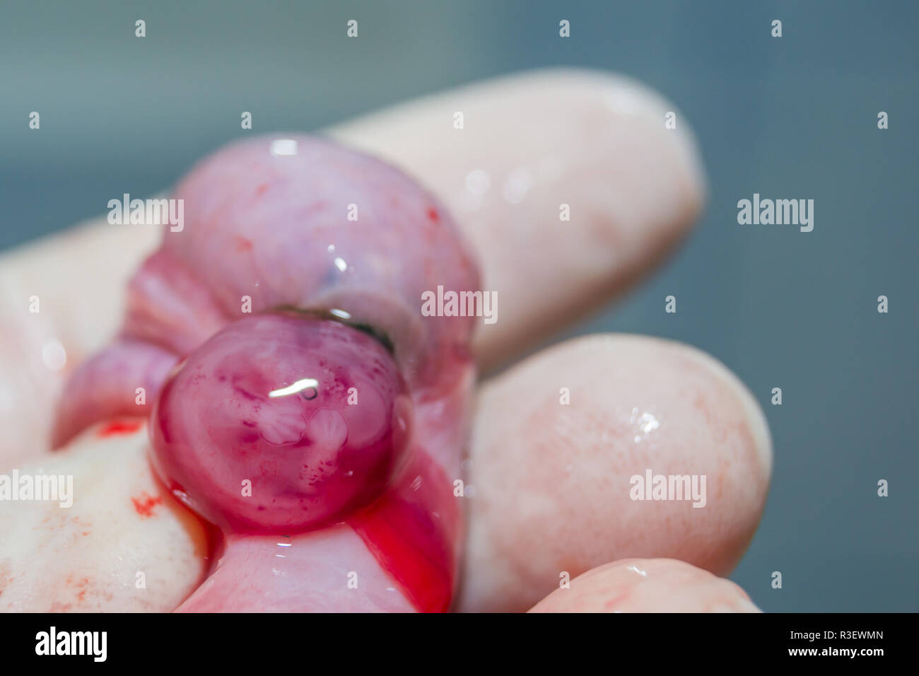 Wenig ungeborenen Welpen entwickeln, Chirurg Hände Stockfoto