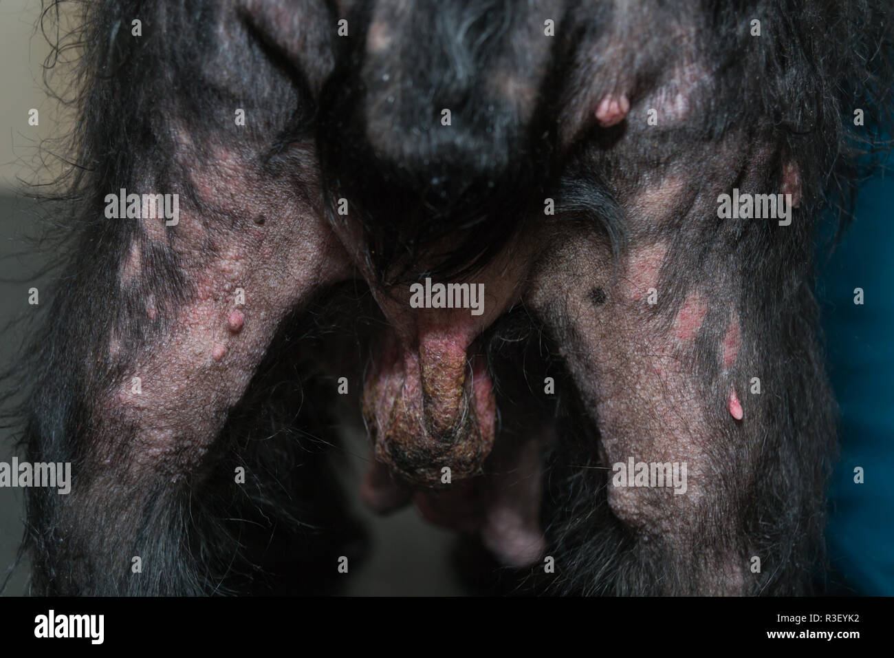 Atopische dermatitis bei hunden -Fotos und -Bildmaterial in hoher