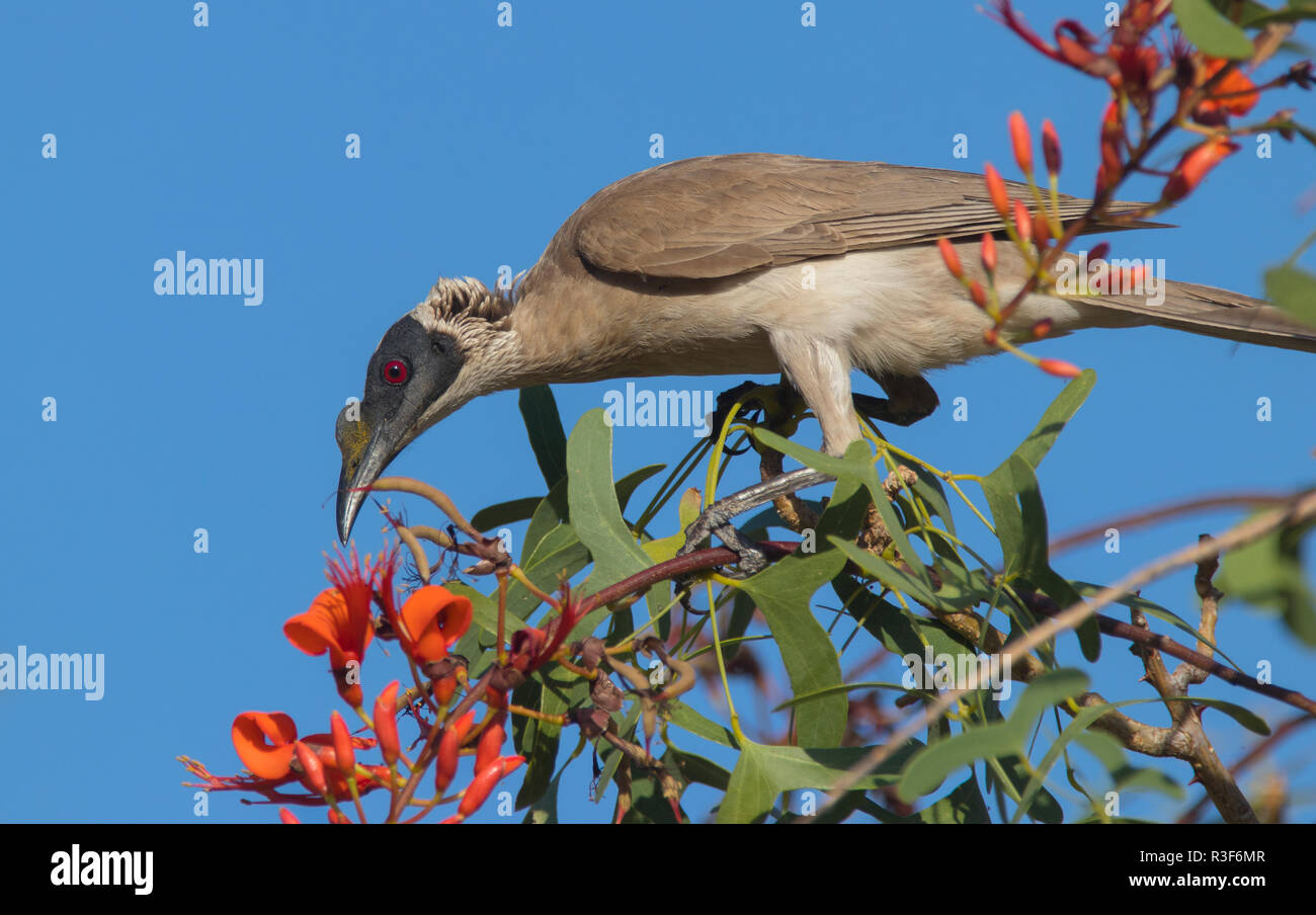 Eine laute Friarbird, Philemon corniculatus, Fütterung auf Nektar aus roten Mistel Blumen. Stockfoto