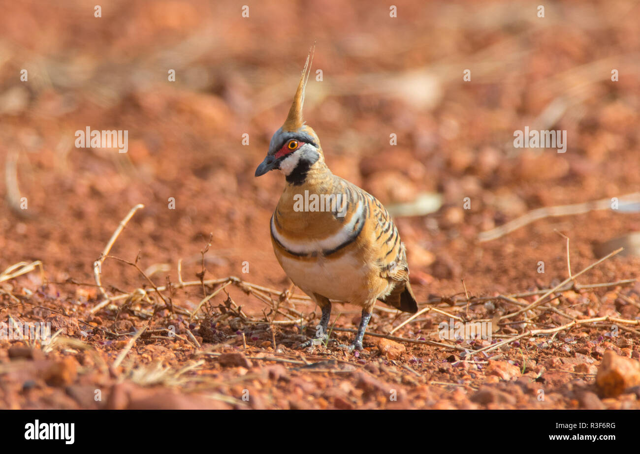 Ein spinifex Taube, Geophaps plumifera, auf einem roten Boden outback Australische Hintergrund Stockfoto