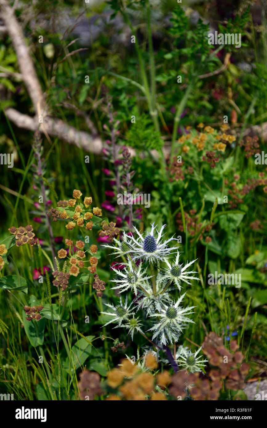 Eryngium Planum, Sea Holly, bupleurum Fruticosum, Blume, Blumen, Kombination, RM floral Stockfoto