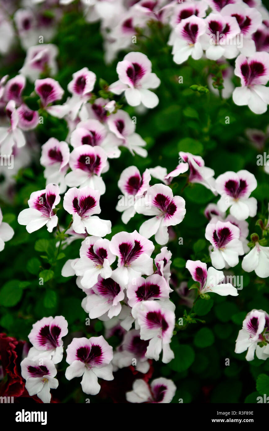 Pelargonium Lizzy, Pelargonien, lila, weiss, Blüte, Blumen, Blüte, Ausschreibung, mehrjährig, RM Floral Stockfoto