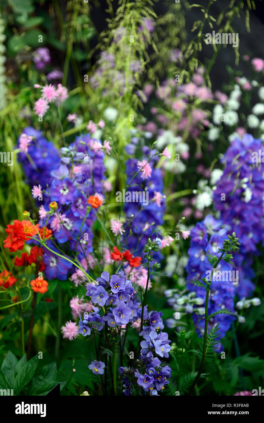 Polemonium yezoense bressingham Lila, Jakob Leiter, Geum, Rittersporn, Mischung, Gemischt, Blumen, blau, mehrjährig, RM Floral Stockfoto