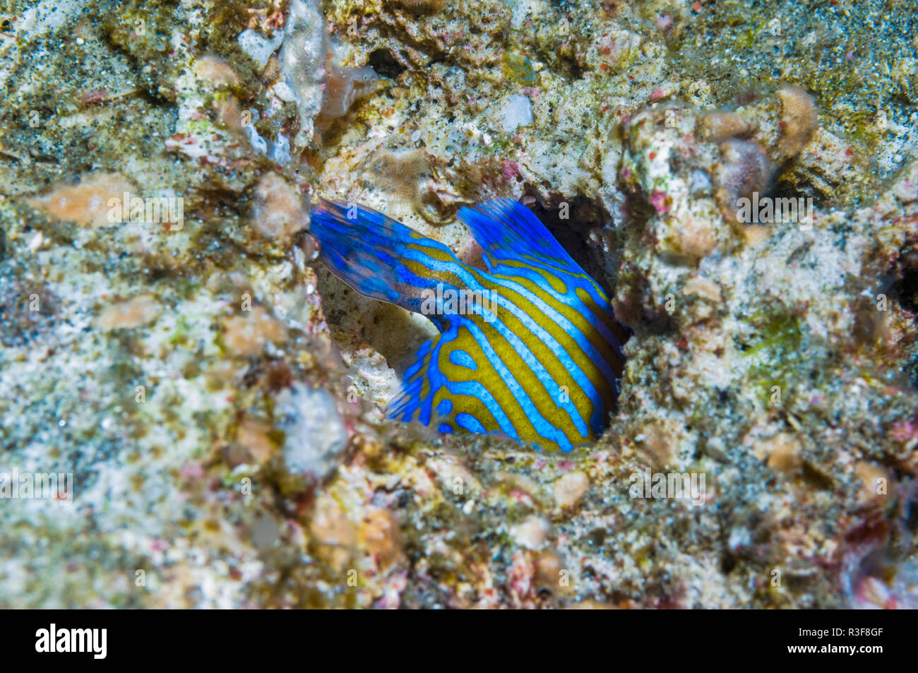 Blaue Drückerfische (Pseudobalistes Fuscus), juvenile Verstecken in der Bohrung. Rinca, Komodo National Park, Indonesia. Stockfoto