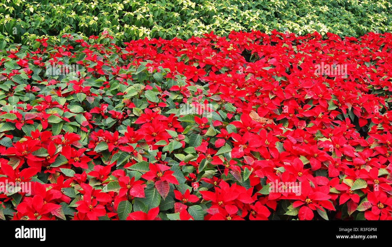 Schone Blatt Rot Hintergrund Weihnachtsstern Rot Blumen Bluhen Im