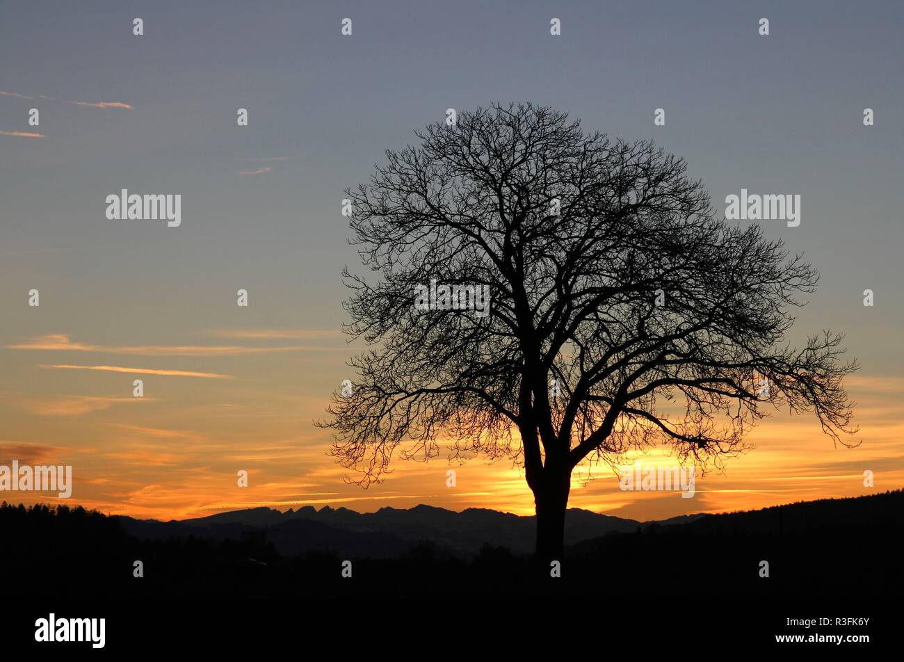 Baumkrone vor dem Morgenhimmel Stockfoto