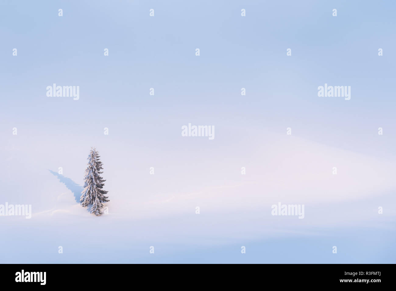 Allein Fir Tree auf einem weißen verschneiten Hintergrund. Winter Hintergrund mit Platz für Text kopieren Stockfoto