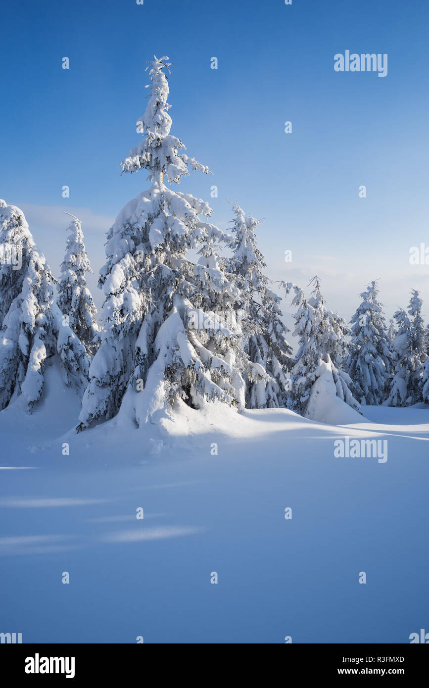 Snowy Winter mit Schneeverwehungen im Bergwald Fichte. Frostigen Tag mit blauem Himmel Stockfoto