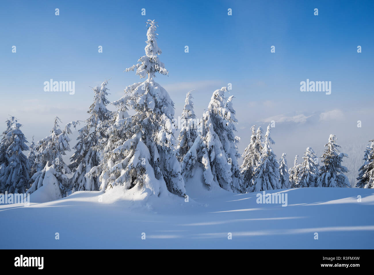 Snowy Winter mit Schneeverwehungen auf dem Berge Tannenwald. Frostigen Tag mit Haze Stockfoto