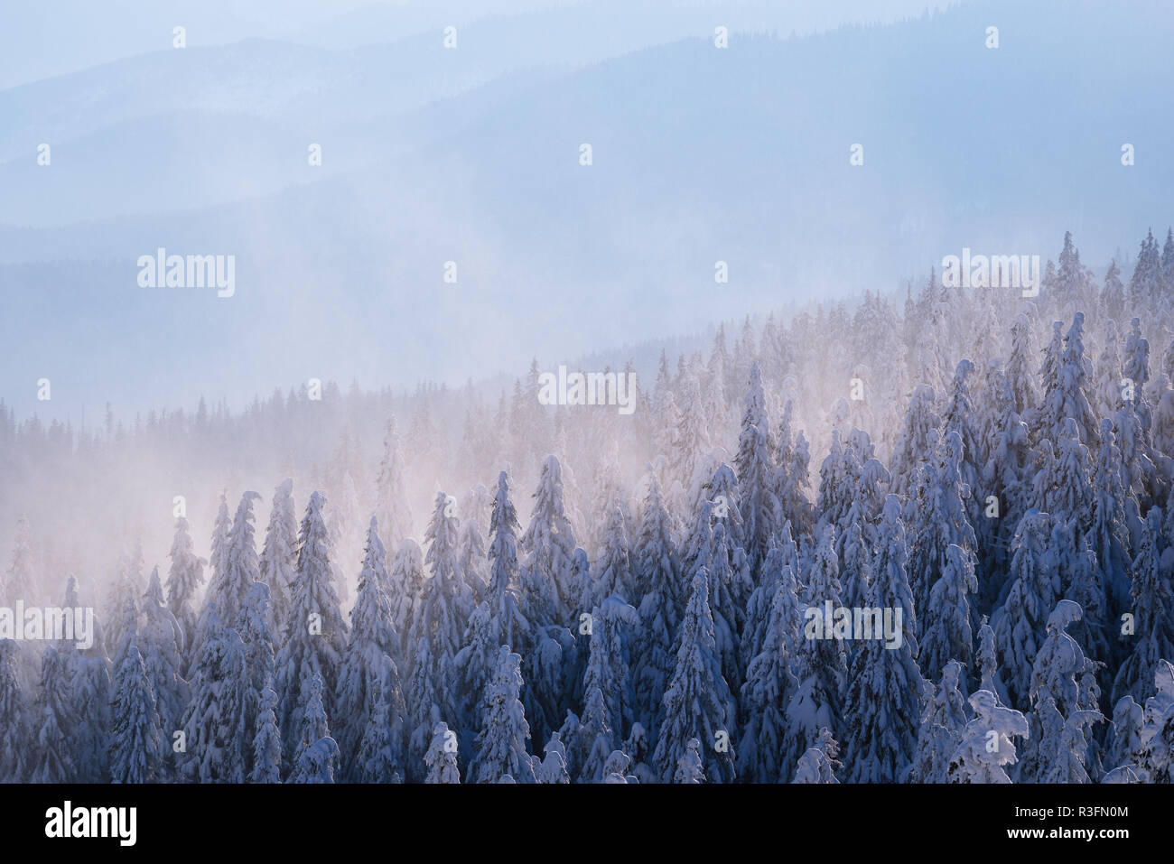 Winter Hintergrund. Wald im Schnee auf den Hängen der Hügel Fichte. Morgennebel Stockfoto