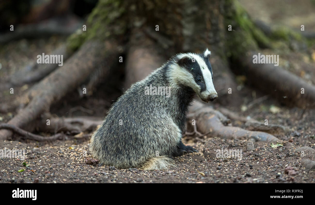 Cub Dachs (Meles meles) saß im natürlichen Lebensraum Wald am Fuße eines großen Baumstamm. Badger cub Sucht alert und rechts zeigt. Landschaft Stockfoto