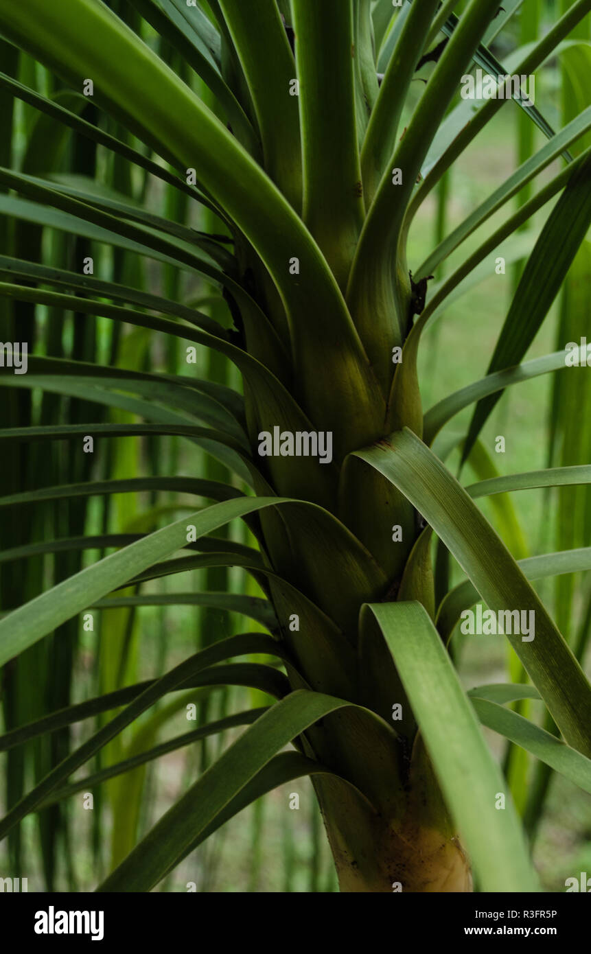 In der Nähe eine grüne Palme, in das Licht der Nacht, wir haben Hintergrund für Werbung Texten. Stockfoto