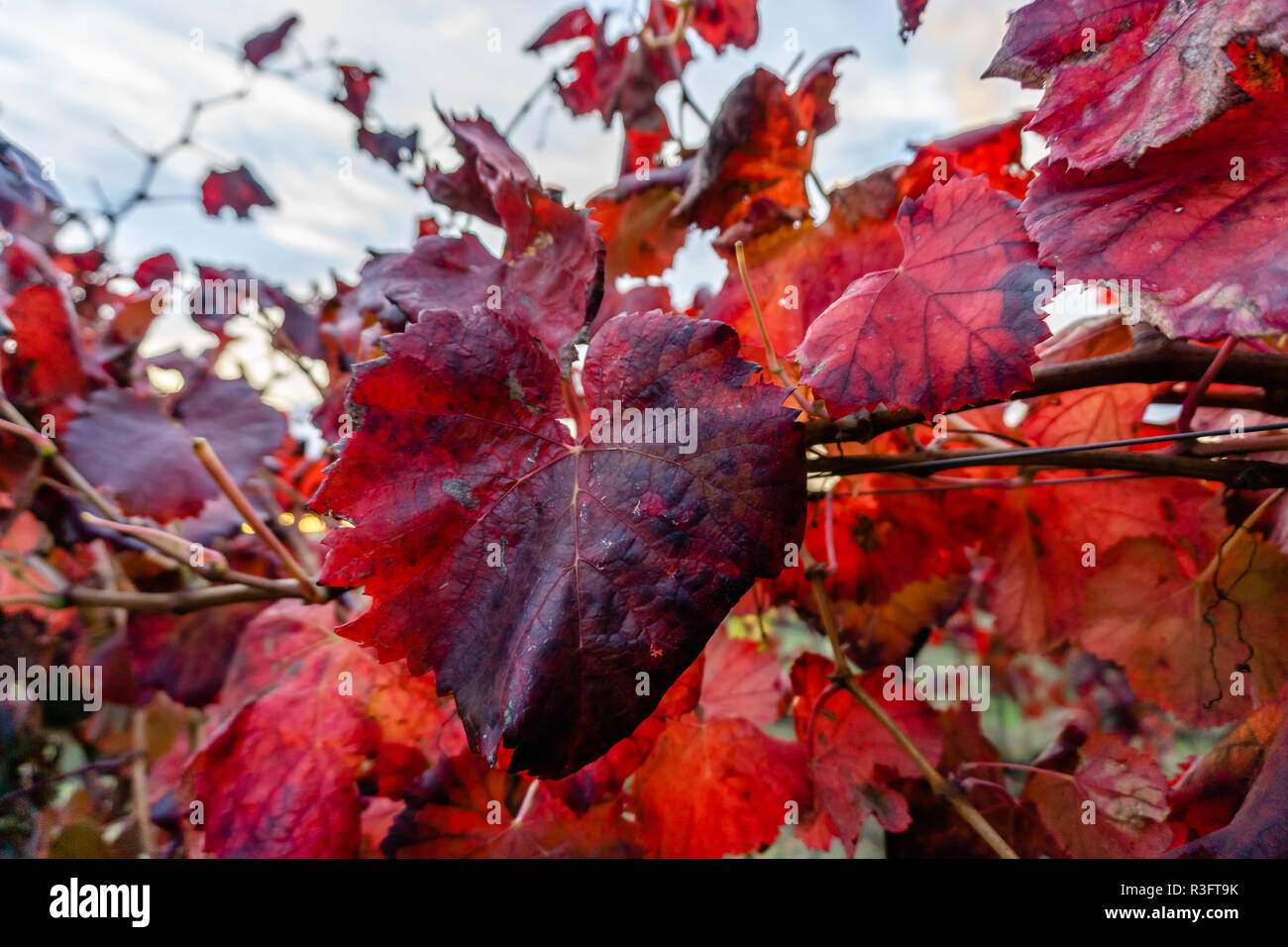 Rote Weinblätter stand heraus in einem goldenen-farbigen Herbst Weinberg in Almeirim, Portugal Stockfoto