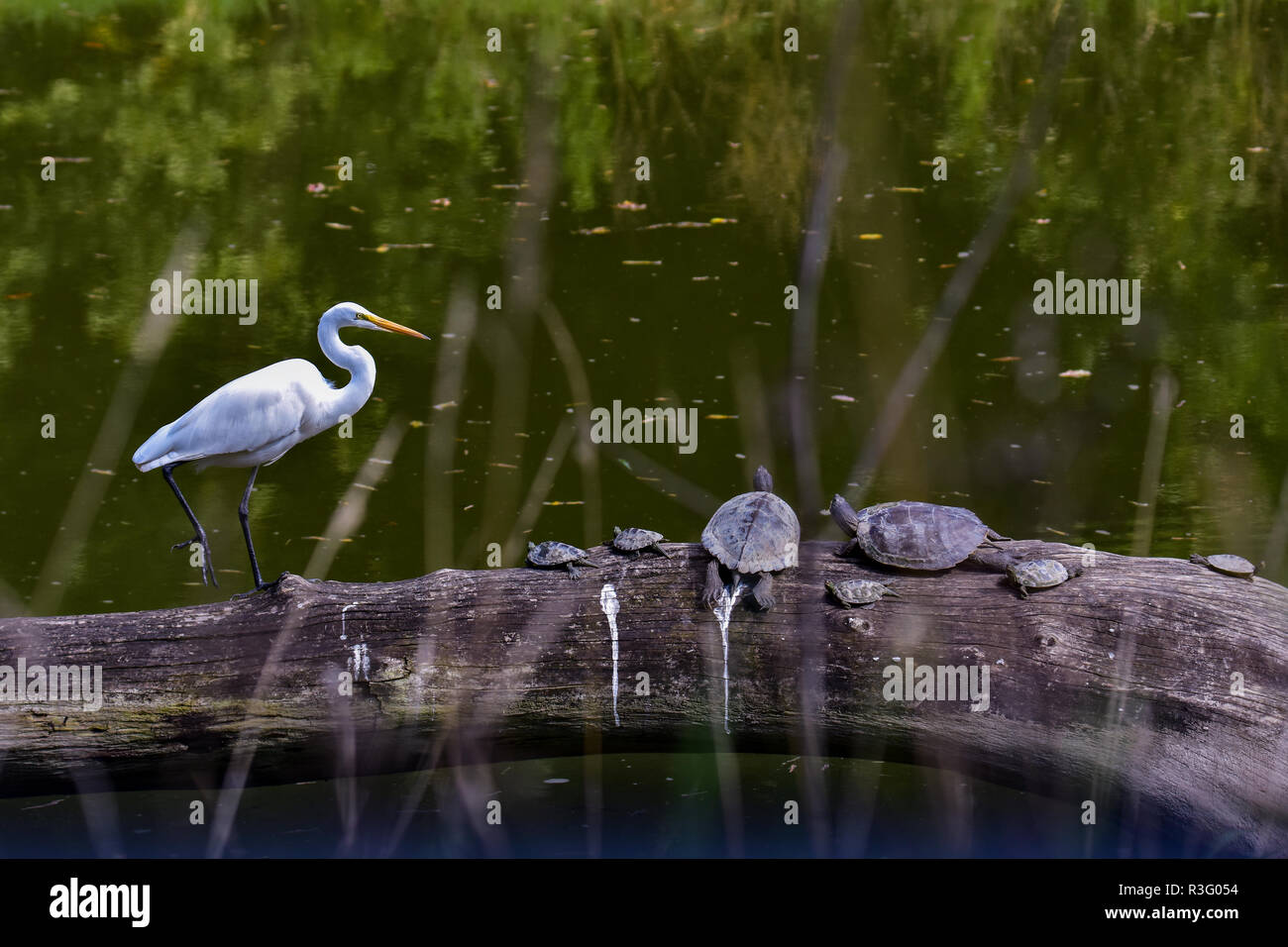 Silberreiher und eine Familie von westlichen lackiert Schildkröten. Die Schildkröten wurden in der Sonne, wenn dieses White Egret beschlossen, sie zu verbinden, Stockfoto